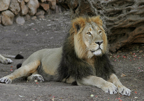 Asiatic Lion